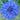 Bachelor Button Polka Dot Seeds Art Pack Hudson Valley Seed Library Garden/Outdoors
