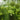 Balloon Vine Seeds Art Pack Hudson Valley Seed Library Garden/Outdoors