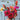 Bishop's Children Dahlia Seeds Art Pack Hudson Valley Seed Library Garden/Outdoors