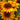 Campfire Rudbeckia Organic Seeds Art Pack Hudson Valley Seed Library Garden/Outdoors