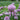 Chives Seeds Art Pack Hudson Valley Seed Library Garden/Outdoors