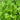 Cilantro Seeds Art Pack Hudson Valley Seed Library Garden/Outdoors