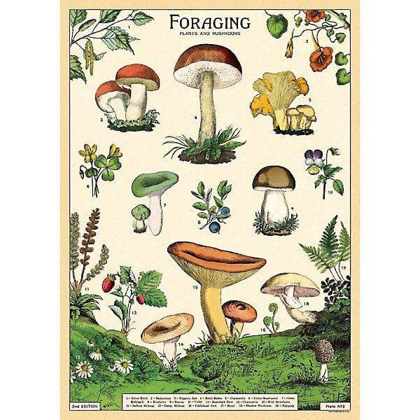 Foraging (Mushroom) Art Paper Cavallini Papers Home Decor