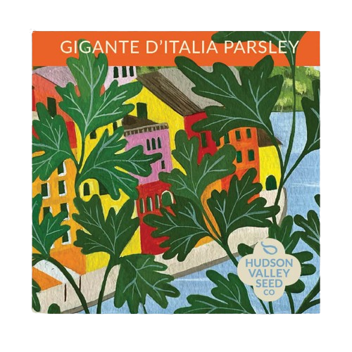 Gigante d&#39;Italia Parsley Seeds Art Pack