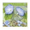 Heavenly Blue Morning Glory Seeds Art Pack