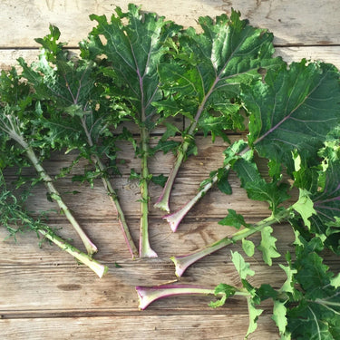 All Stars Kale Mix Seeds Art Pack Hudson Valley Seed Library Garden/Outdoors