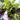 Basil Bouquet Seeds Art Pack Hudson Valley Seed Library Garden/Outdoors