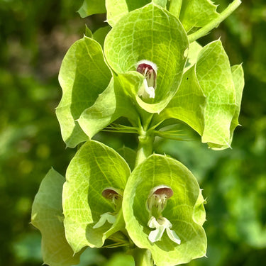 Bells Of Ireland Seeds Art Pack Hudson Valley Seed Library Garden/Outdoors