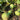 Birdhouse Gourd Seeds Art Pack Hudson Valley Seed Library Garden/Outdoors