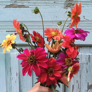 Bishop's Children Dahlia Seeds Art Pack Hudson Valley Seed Library Garden/Outdoors