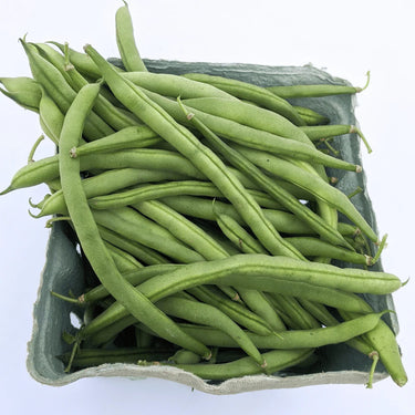 Blue Lake Pole Bean Seeds Art Pack Hudson Valley Seed Library Garden/Outdoors