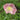 Breadseed Poppy Mix Seeds Art Pack Hudson Valley Seed Library Garden/Outdoors