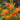 Butterfly Weed Seeds Art Pack Hudson Valley Seed Library Garden/Outdoors