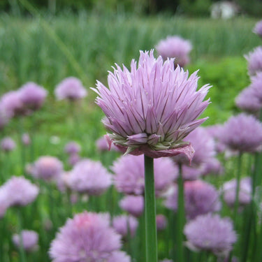 Chives Seeds Art Pack Hudson Valley Seed Library Garden/Outdoors