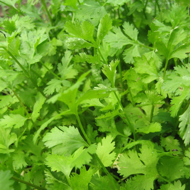 Cilantro Seeds Art Pack Hudson Valley Seed Library Garden/Outdoors