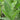 Common Sage Seeds Art Pack Hudson Valley Seed Library Garden/Outdoors