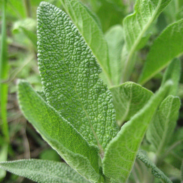 Common Sage Seeds Art Pack Hudson Valley Seed Library Garden/Outdoors