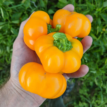 Doe Hill Pepper Seeds Art Pack Hudson Valley Seed Library Garden/Outdoors