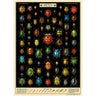 Field Guide to Beetles Art Paper Cavallini Papers Wall Decor