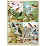 Field Guide to Birds Art Paper Cavallini Papers Wall Decor