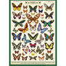 Field Guide to Butterflies Art Paper Cavallini Papers Wall Decor