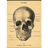 The Skull Art Paper Cavallini Papers Wall Decor