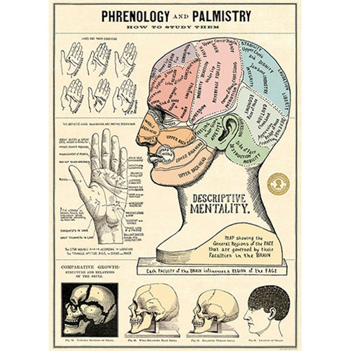 Phrenology &amp; Palmistry Art Paper
