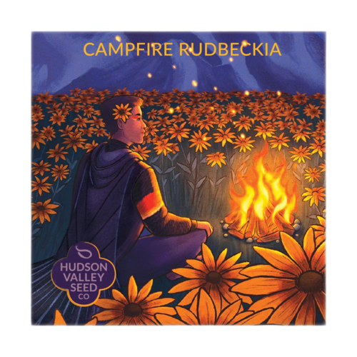 Campfire Rudbeckia Organic Seeds Art Pack
