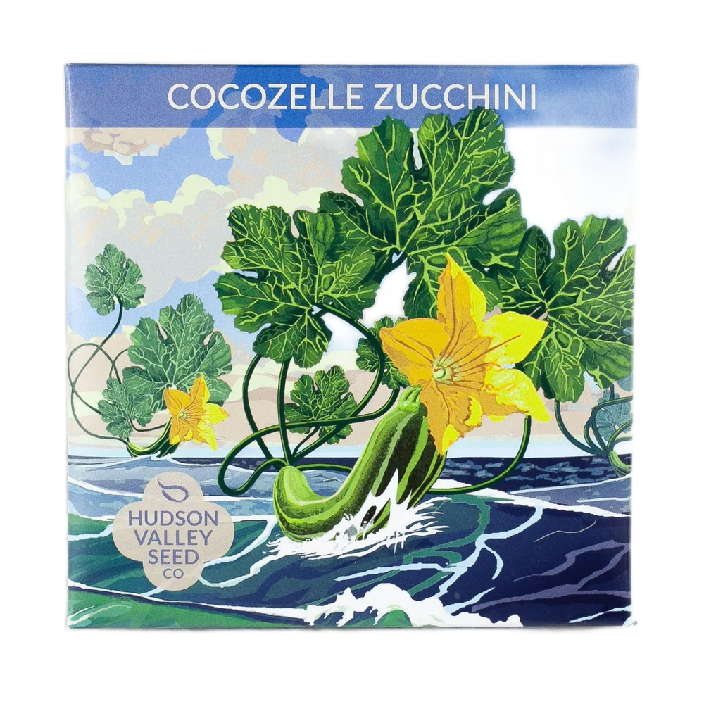 Cocozelle Zucchini Seeds Art Pack