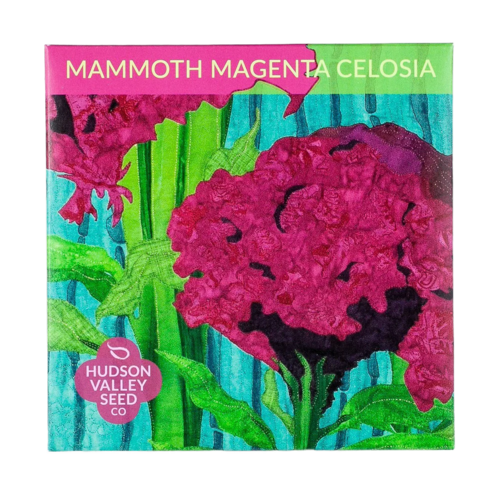 Mammoth Magenta Celosia Seeds Art Pack