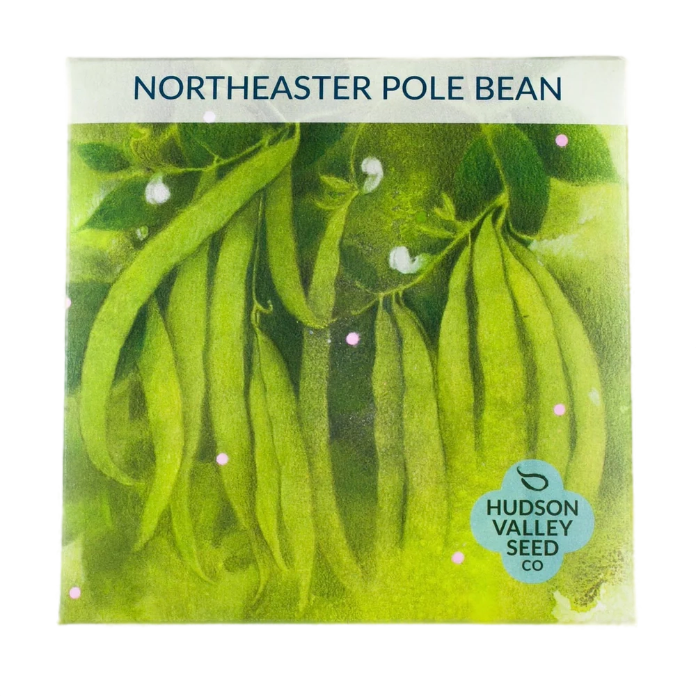 Northeaster Pole Bean Seeds Art Pack
