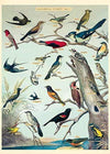 Audubon  Art Paper Cavallini Papers Wall Decor