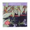Common Sage Seeds Art Pack Hudson Valley Seed Library Garden/Outdoors