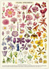 Flora Specimens Art Paper