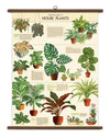House Plants  Vintage School Chart