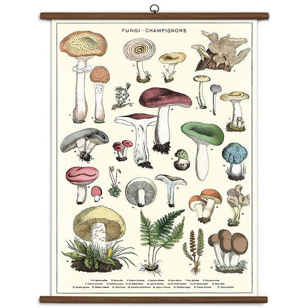 Mushrooms Vintage School Chart